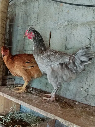 Frangas gsb
