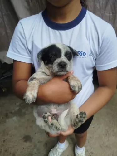 2 filhotes disponíveis de Boiadeiro Australiano