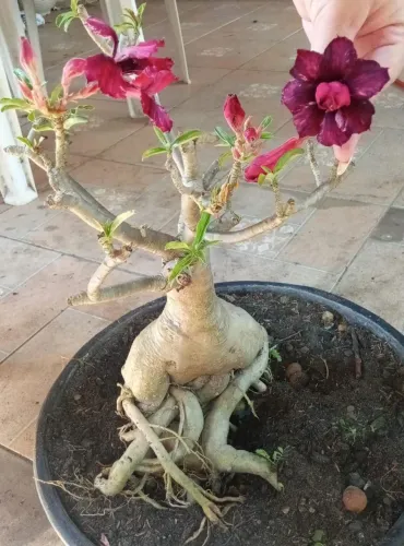 Rosa do deserto