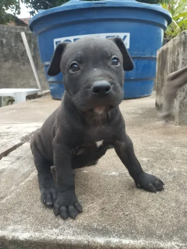 Vendo macho de Pitbull