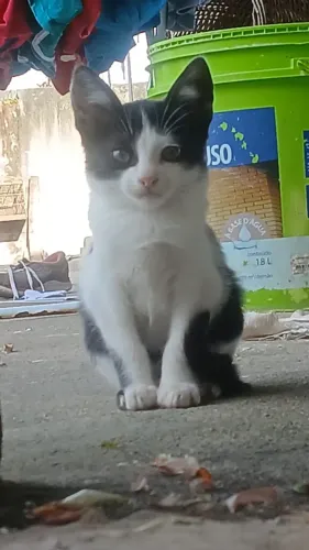 GATOS PARA ADOÇÃO