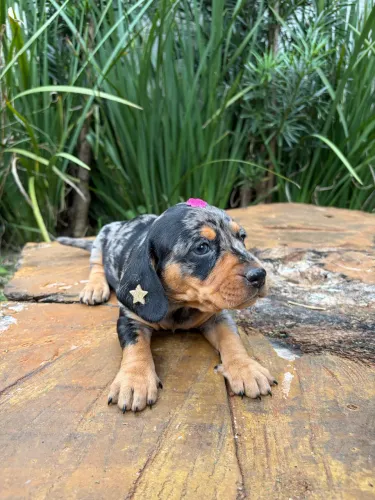 Fêmea dachshund Arlequim