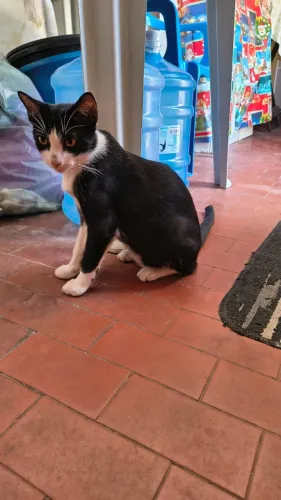 Adote um amigo de 4 patas.