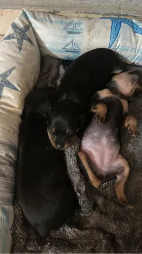 Pinscher 