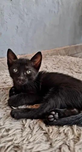 Adoção de Gatos
