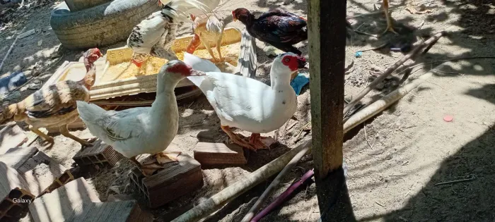 Patos