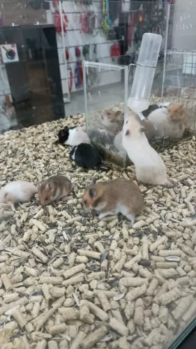 Hamster Anão Russo e Sírio 