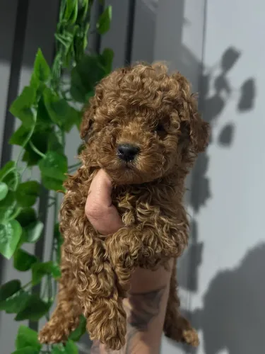 Poodle Toy red temos lindos macho a pronta entrega