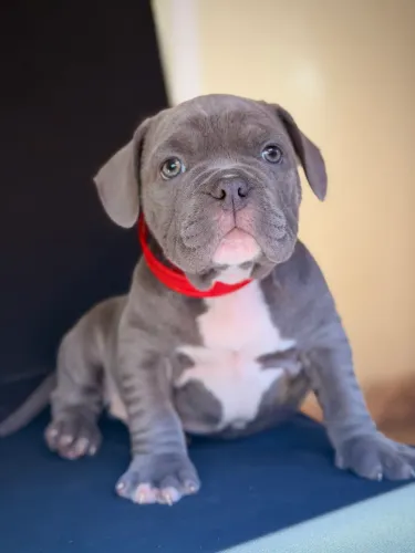 American bully - Micro blue 