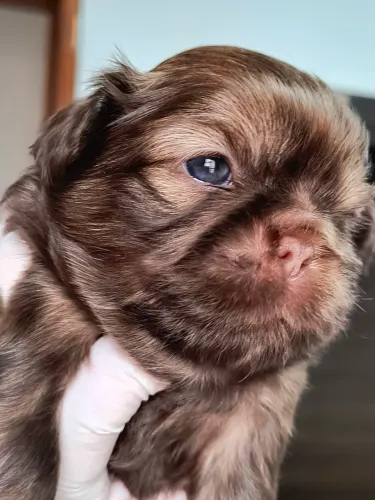 Lindos filhotes da raça shih-tzu