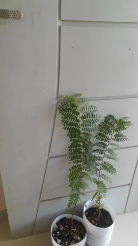 mudas de tamarindo 70cm