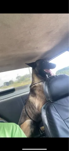 Pastor belga malinois 