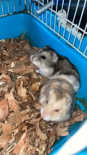 Doação de hamster consciente