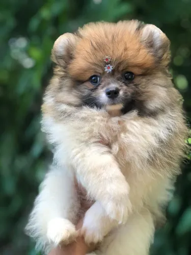Lulu da Pomerânia