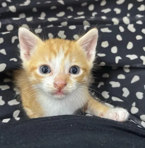 Filhote gato amarelo