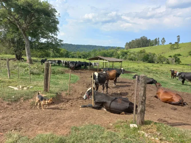 Fazenda 30 alqueires, atualmente com gado leiteiro com a produção de 350 litros/dia, chego