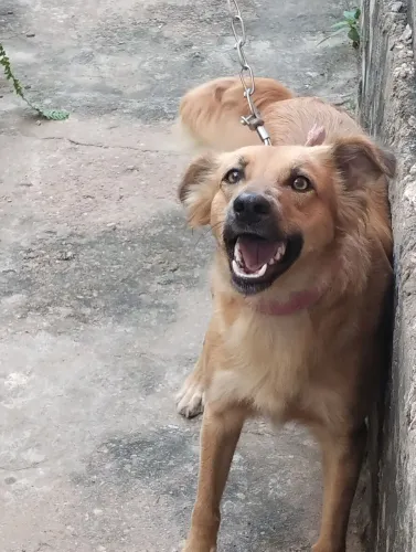 Doação dessa linda cachorra 