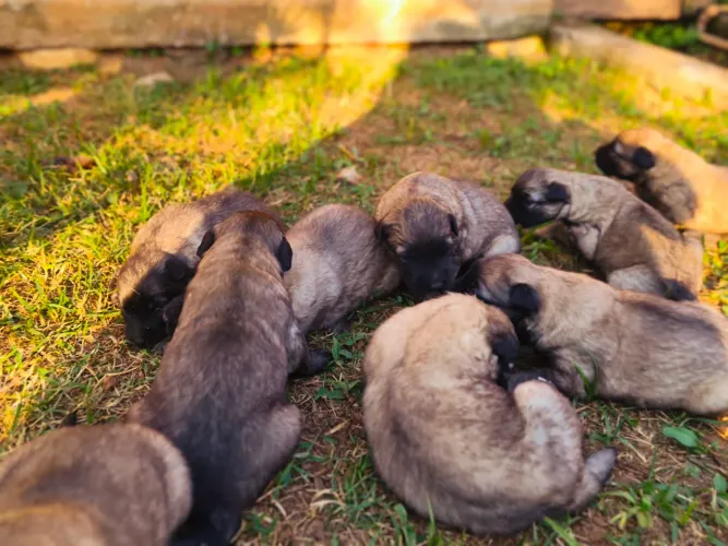 Filhotes de Pastor Belga Malinois Disponíveis