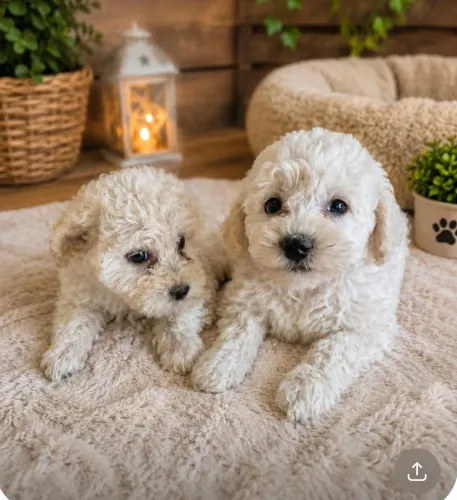 Poodle toy promoção Dia dos Pais
