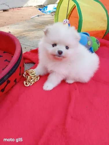 Spitz alemão Anã fêmea Ursinha em 10x no cartão. Entregamos.