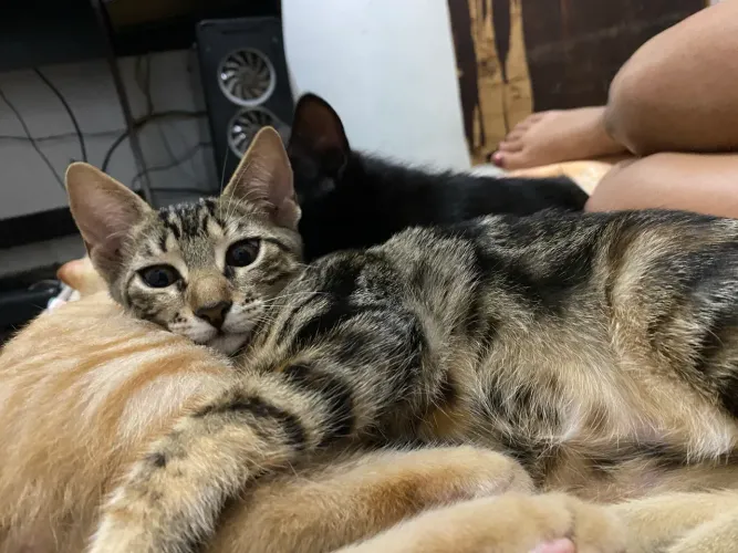 Doação de gata castrada 