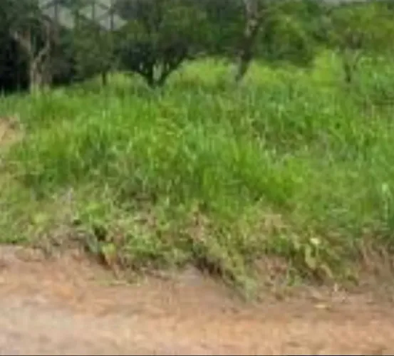 Terreno com igarapé