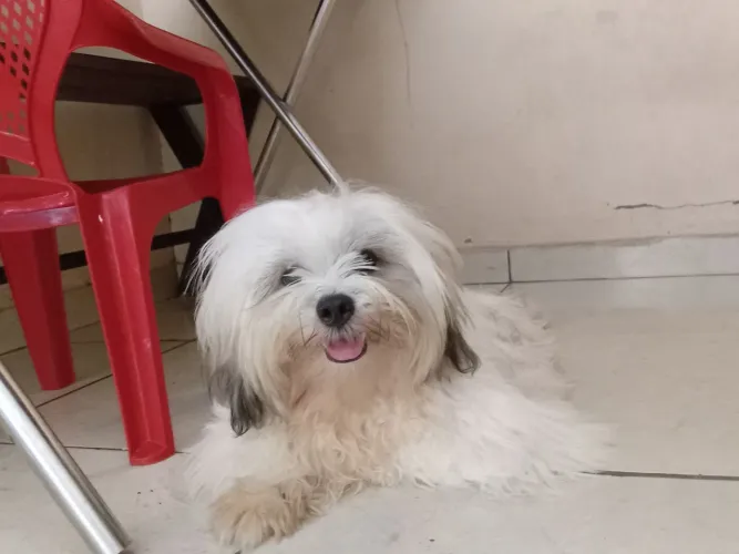 Procurando uma namorada da raça shihtzu 