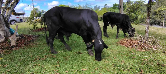 Vendo boi leiteria gir reproduto 