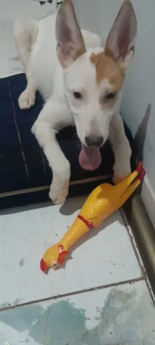Doação de Animal Fêmea