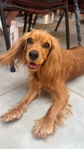 Pet Sitter e Dog Walker - Cuidado e Diversão para seu Pet!
