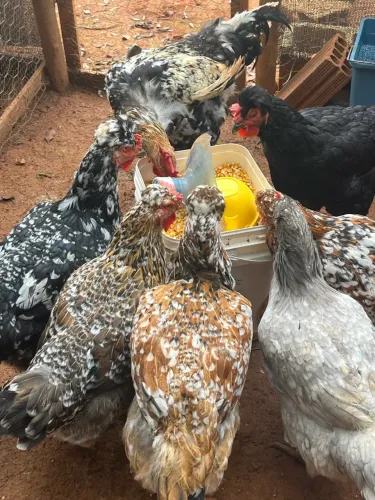 GALINHAS BALÃO GSB