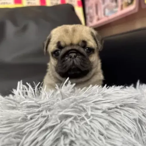 Baby pug linhagem selecionada saudável e dócil com contrato de venda