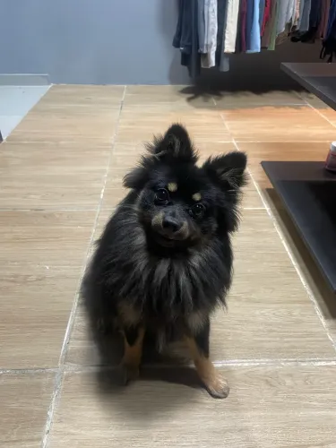 Spitz macho
