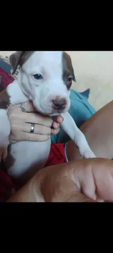 Filhotes petbull 