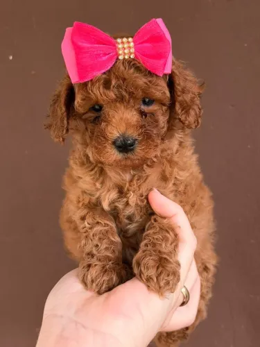 Poodle red fêmea