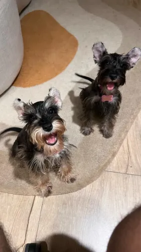 Schnauzer Mini Sal e Pimenta 2 meses