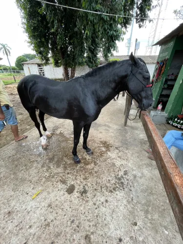 Calavalo MM 