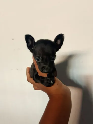 Machos de pinscher com muito amor pra dar