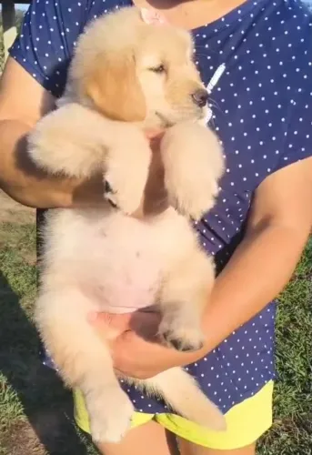 Goldem retrivier