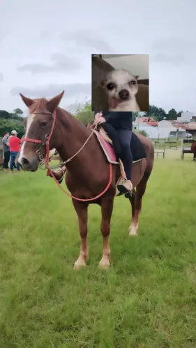 ÉGUA MANSA MESTIÇA QM