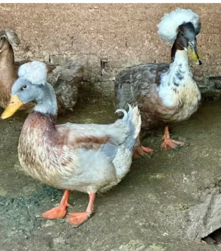 Vendo casal de marrecos de pompom adulto.