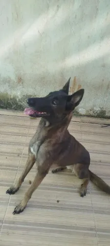pastor de malinois
