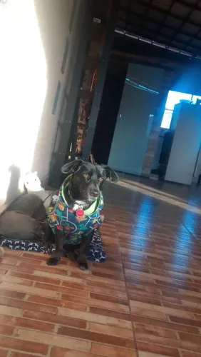 Adote o Thomé