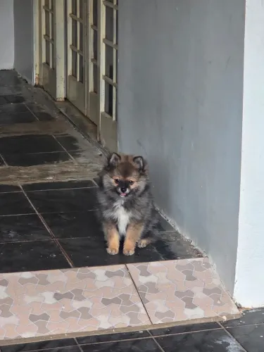Filhotes Lulu pomeranea