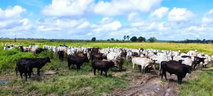 fazenda 1.250 hectares com 300 em pasto e mais 660 pra limpar R$7.5 milhões