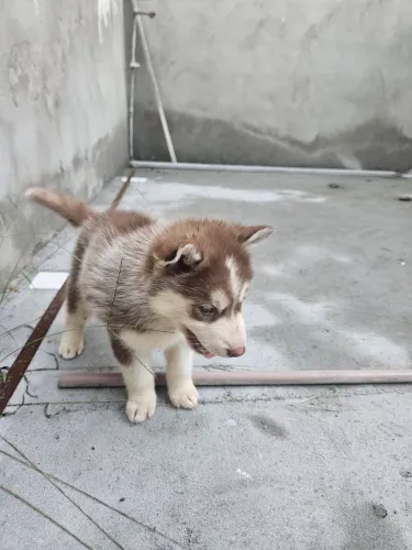 Filhotes de Husky