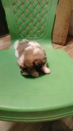Shih tzu