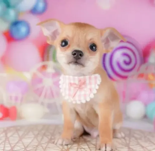 Baby Chihuahua super dócil e brincalhão com contrato de venda