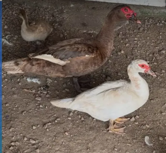 Doação de Casal de Patos