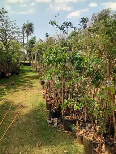 Chácara das plantas - Frutíferas produzindo, árvores nativa e ornamental, montamos pomar.